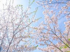 -泗洪洪泽湖湿地景区