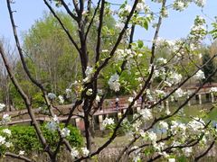 -黑龙江省森林植物园