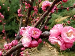 -永定河休闲森林公园