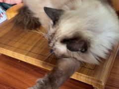 -楼上猫咖(罗湖店)