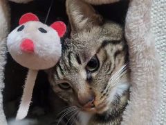 -关爱宠物医院·猫科中心·消化科(滨湖万达分院)