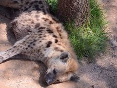 -西霞口神雕山野生动物世界