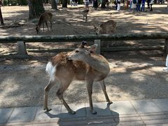 -奈良公园