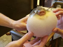 -肆月河豚·新淮扬(金融街店)
