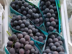 -马陆小张葡萄园农家乐