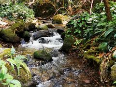 -莫里热带雨林景区