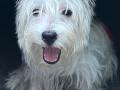 -宠爱国际动物医院· 猫科· 外科·中兽医(长白店)