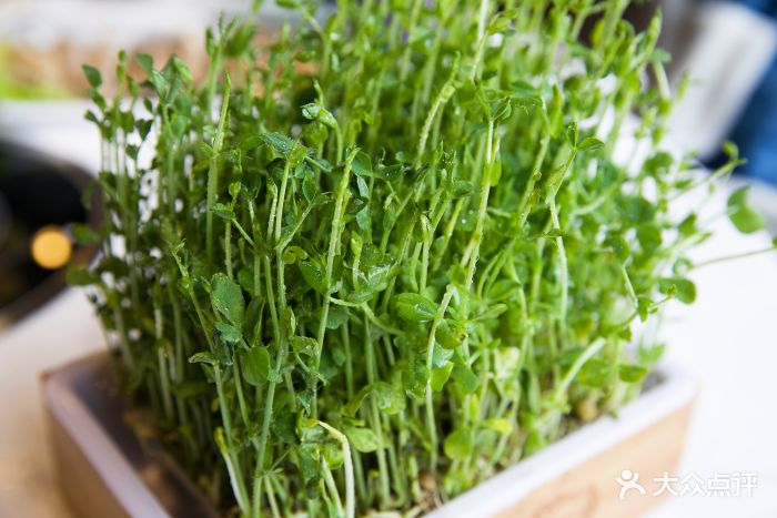 圈儿潮汕牛肉火锅鲜活豆苗图片 - 第1张