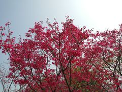 -汇华阁中餐厅·粤菜早茶(汇华希尔顿逸林酒店)