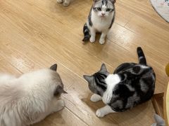-有喵·猫咖·狗咖·30几只猫10只小狗(岗厦店)