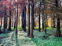 -上海海湾国家森林公园