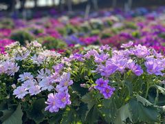 -松山湖梦幻百花洲