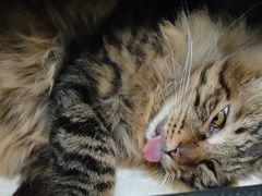 -纳吉亚猫专科动物诊疗中心(蒋宅口分院)