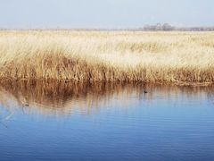 -野鸭湖国家湿地公园