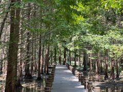 -桤木河湿地公园