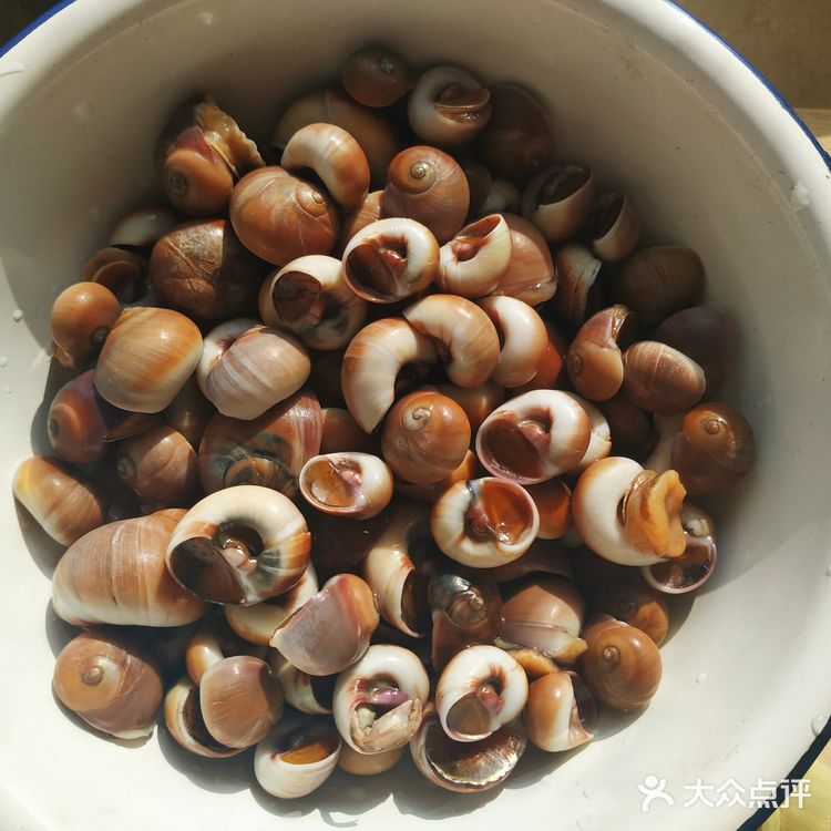辣炒肚脐波螺,大连海鲜花样做