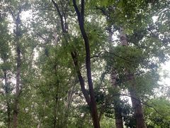 -廊坊市自然公园