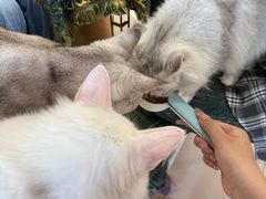 -平行世界·猫咖(首经贸店)