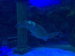 -芜湖新华联大白鲸海洋公园