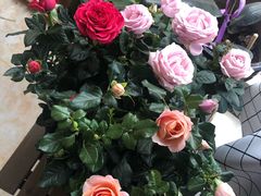 -秦美花卉(天朗·莱茵小城2期店)