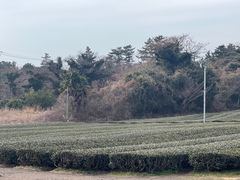 -雪绿茶博物馆