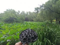 -洛阳市隋唐城遗址植物园