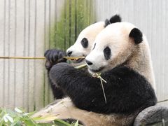 -卧龙中华大熊猫苑神树坪基地