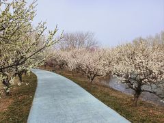 -泗洪洪泽湖湿地景区