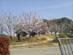 -采芝斋评弹茶馆(观前街店)