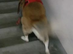 -北京赛佳动物医院