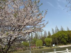 -嘉定紫藤园
