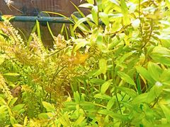 景观位-茶庐(百花洲路店)