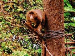 -峨眉山风景名胜区