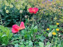 -上海共青森林公园