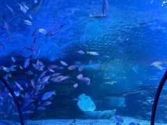 -太平洋海底世界