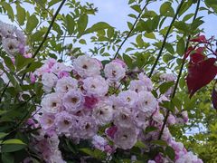 -天鹅湖体育公园