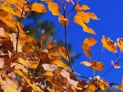 -北京西山国家森林公园