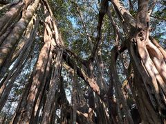 -瑞丽独树成林风景区