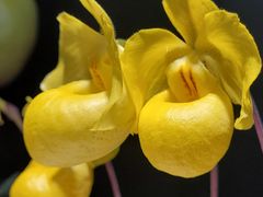 -北京植物园-展览温室