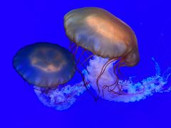 -海合安青岛极地海洋公园
