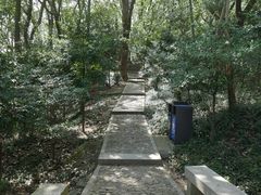 -上海佘山国家森林公园天马山园