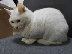 -伟伟宠物医院·瑞派猫友好医院·猫科(光谷店)