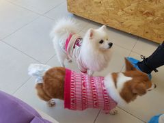 -怪兽屋·羊驼·猫咖·狗咖(俊华广场店)