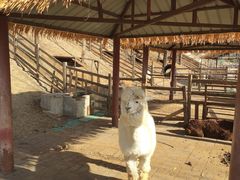 -北京鹿世界主题园