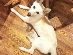 -柴务处·柴犬主题狗咖