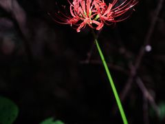 -西湖风景区-江洋畈生态公园