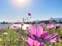 -野鸭湖国家湿地公园
