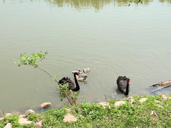 -北京麋鹿生态实验中心