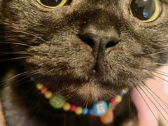 -喜多萌中农锦绣动物医院24H·猫科·牙科MRI·CT