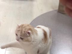 -猫和宫(六道口店)